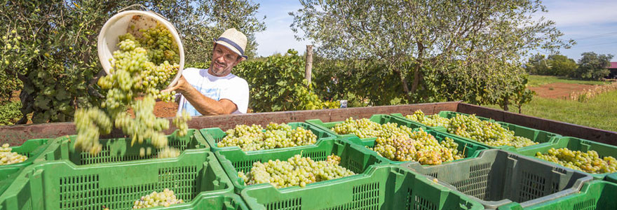 Les vignerons